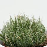 Aloe arachnoidea - 5,5cm