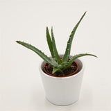 Aloe arborescens - 5,5cm