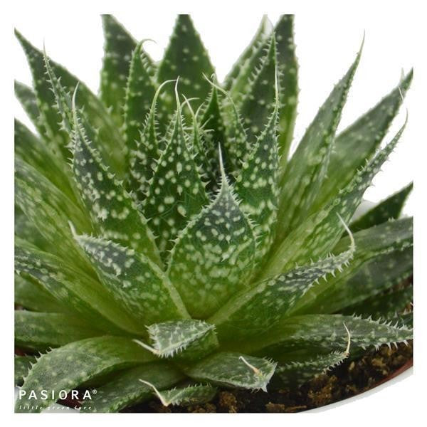 aloe aristata winterhart Aloe aristata Ø5,5cm