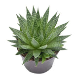 Aloe aristata - 12cm