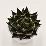 Aloe Cosmo - 8,5cm