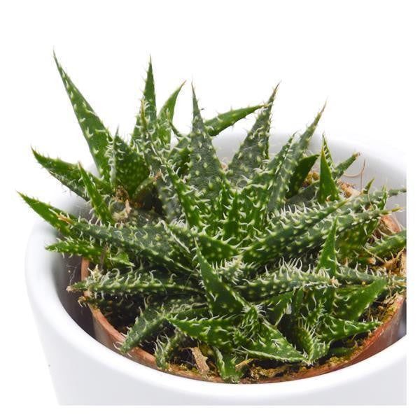 Aloe descoingsii Pepe - 5,5cm