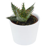 Aloe ferox - 5,5cm