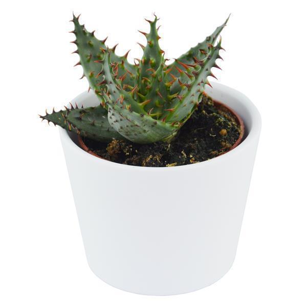 aloe ferox pflege Aloe ferox