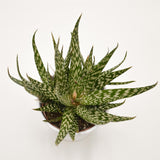 Aloe Jaco - 10,5cm