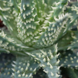Aloe Safari - 10,5cm
