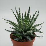 Aloe Safari - 10,5cm
