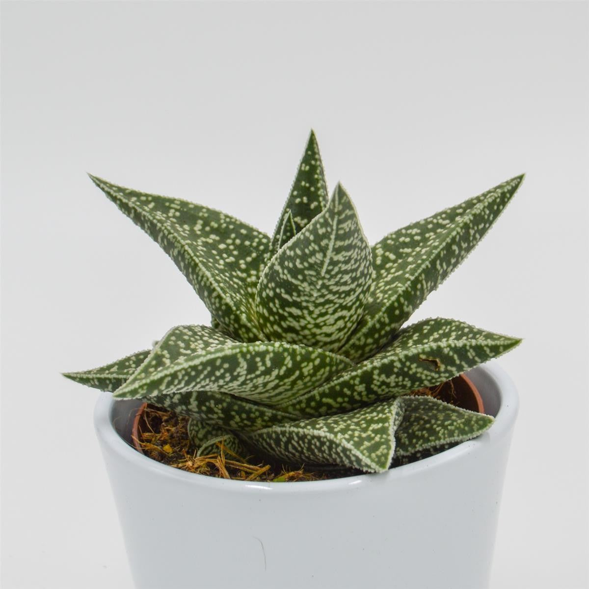 Aloe somaliensis - 10,5cm
