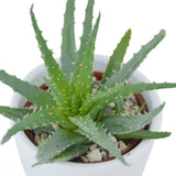 Aloha Aloe, 5 Stück