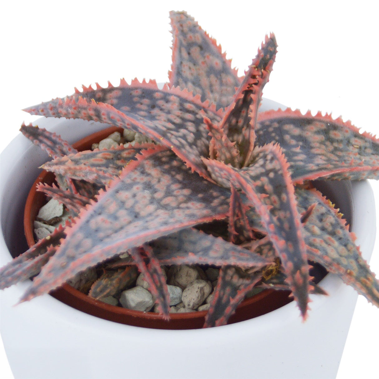 Aloha Aloe, 5 Stück