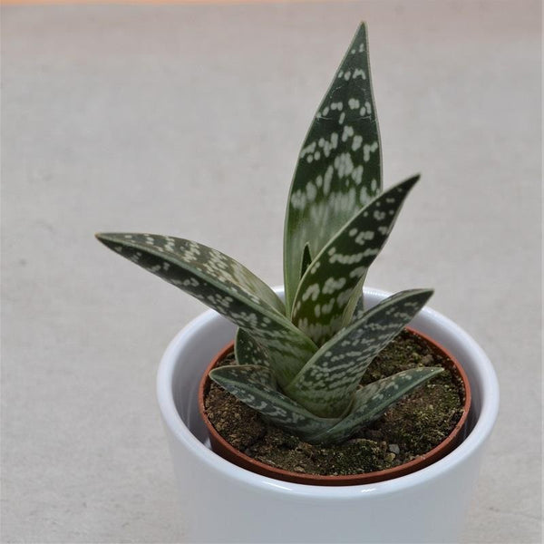 Aloe variegata 8,5cm - Jetzt bestellen  PASIORA