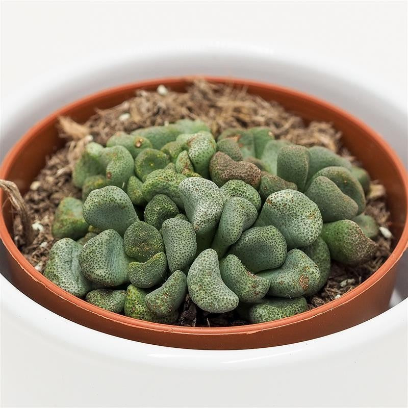 Aloinopsis schooneesii - 8,5cm