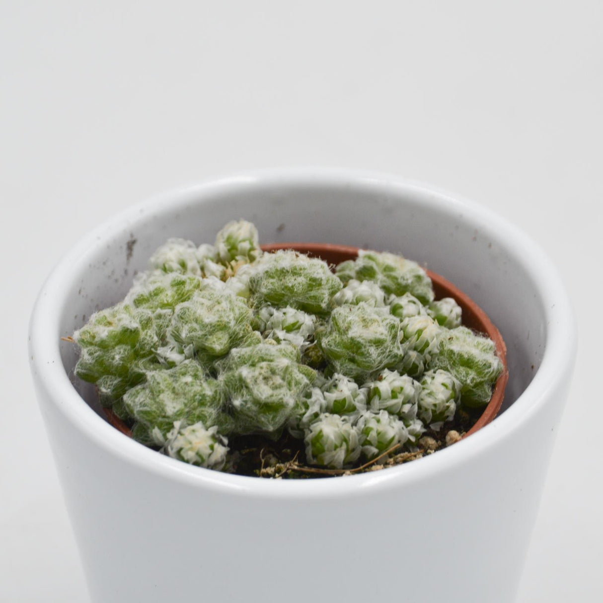 Anacampseros retusa filamentosa - 5,5cm