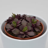 Anacampseros retusa f. rubra - 8,5cm