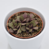 Anacampseros retusa f. rubra - 8,5cm