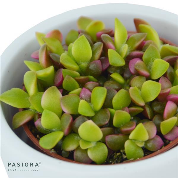 Sukkulenten Selektion, 3 Stück