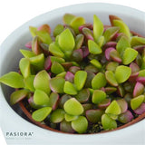 Sukkulenten Selektion, 3 Stück