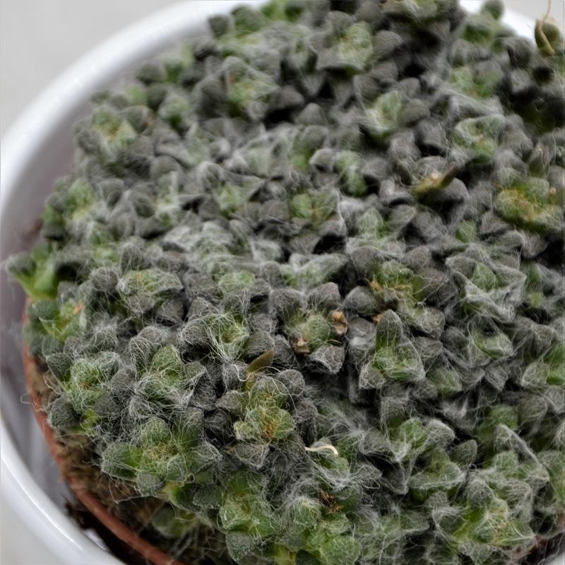 Anacampseros retusa filamentosa - 8,5cm