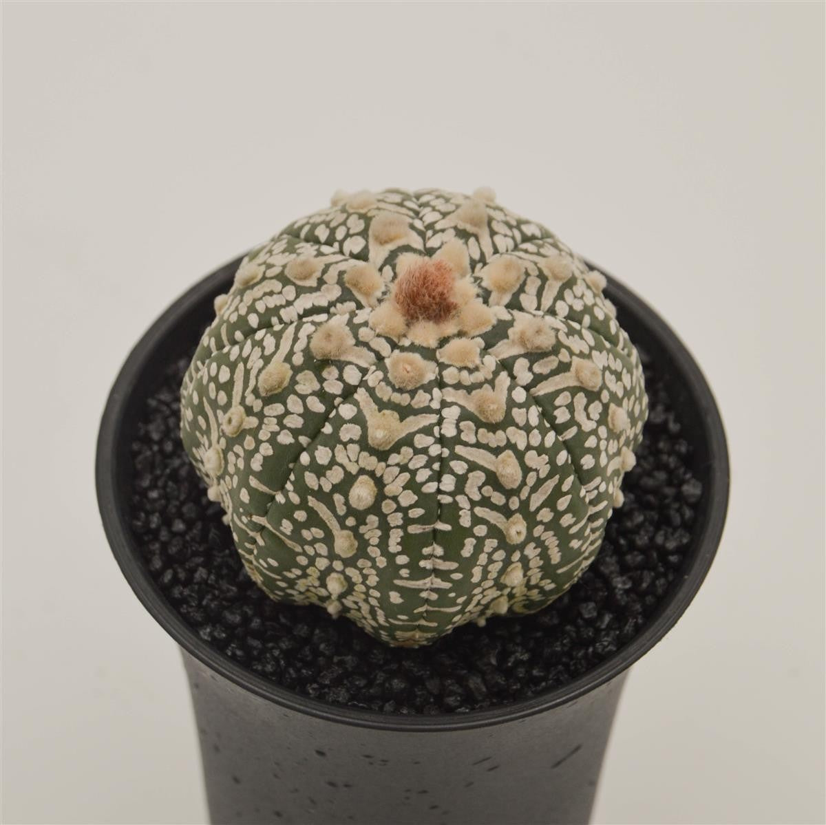 Astrophytum asterias - 10cm