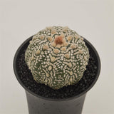Astrophytum asterias - 10cm
