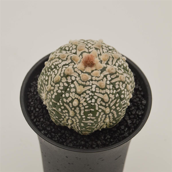 Astrophytum asterias – PASIORA