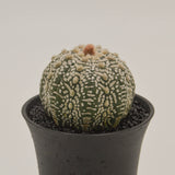 Astrophytum asterias - 10cm