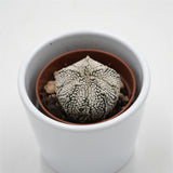Astrophytum asterias Super Kabuto - 5,5cm
