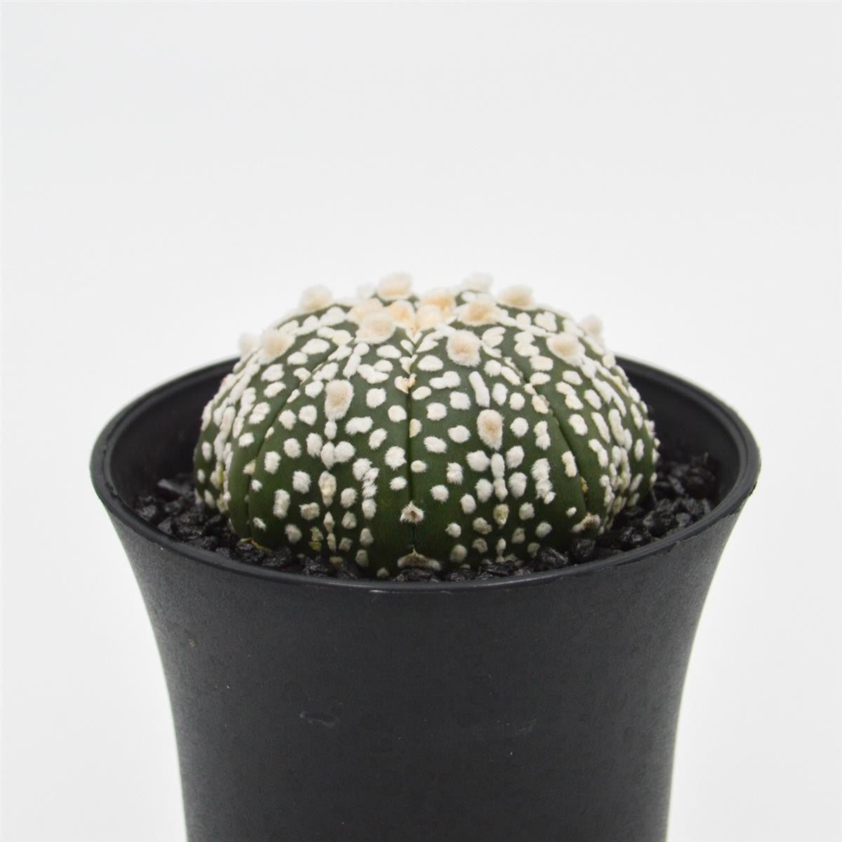 Astrophytum asterias - 10cm