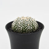 Astrophytum asterias - 10cm