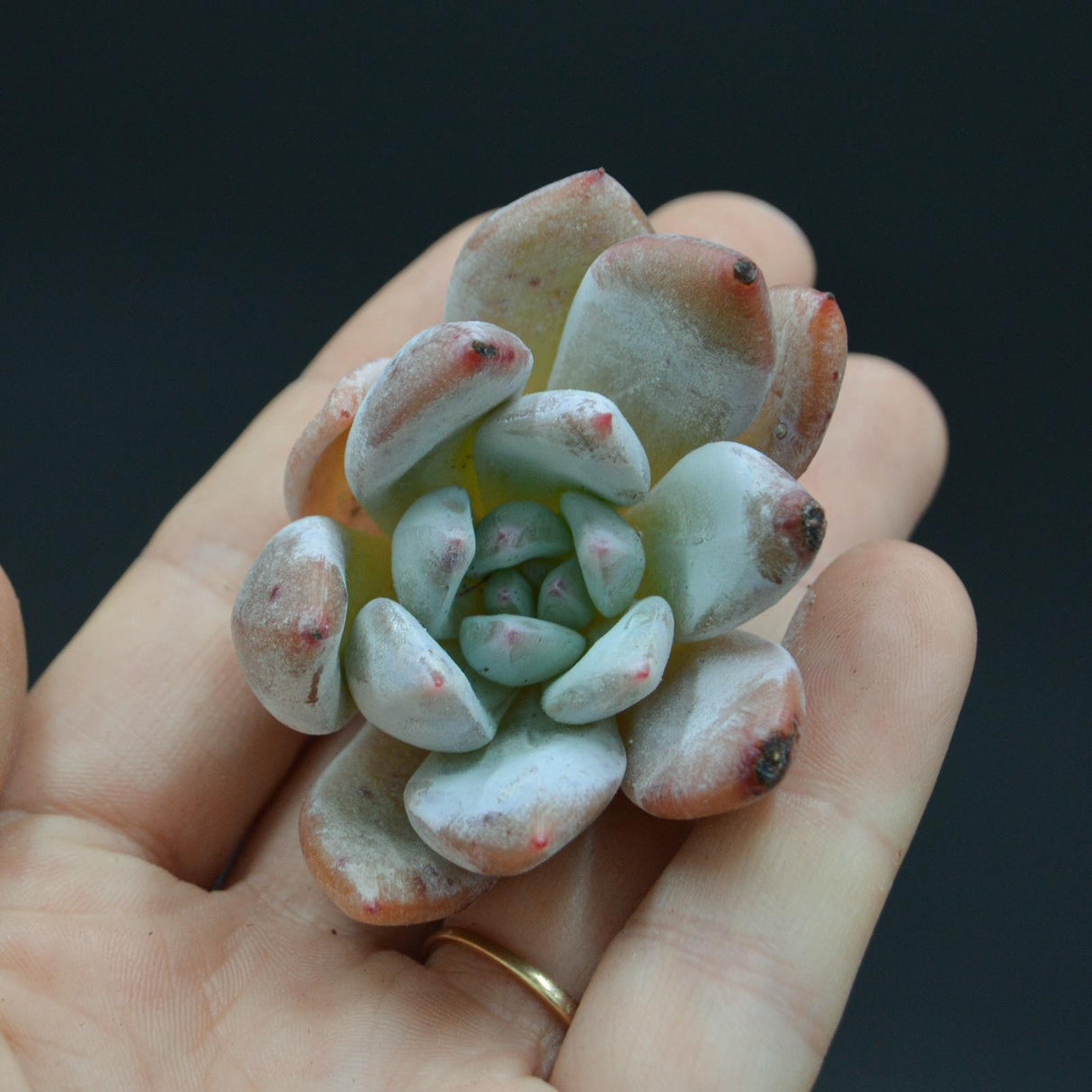 Echeveria Snow Angel