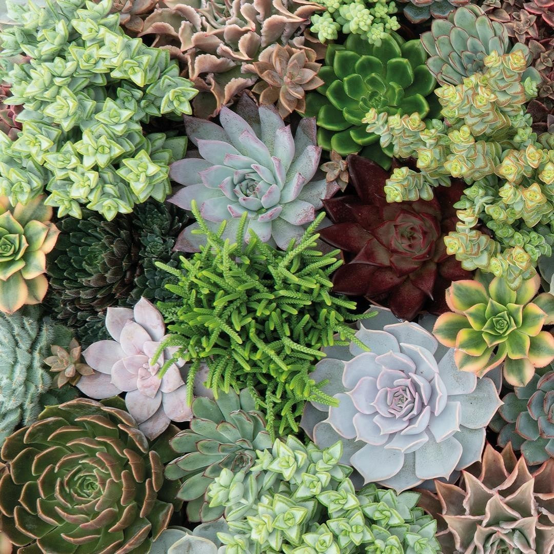 Sukkulenten Puzzle - 1000 Teile