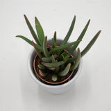 Cephalophyllum alstonii - 5,5cm