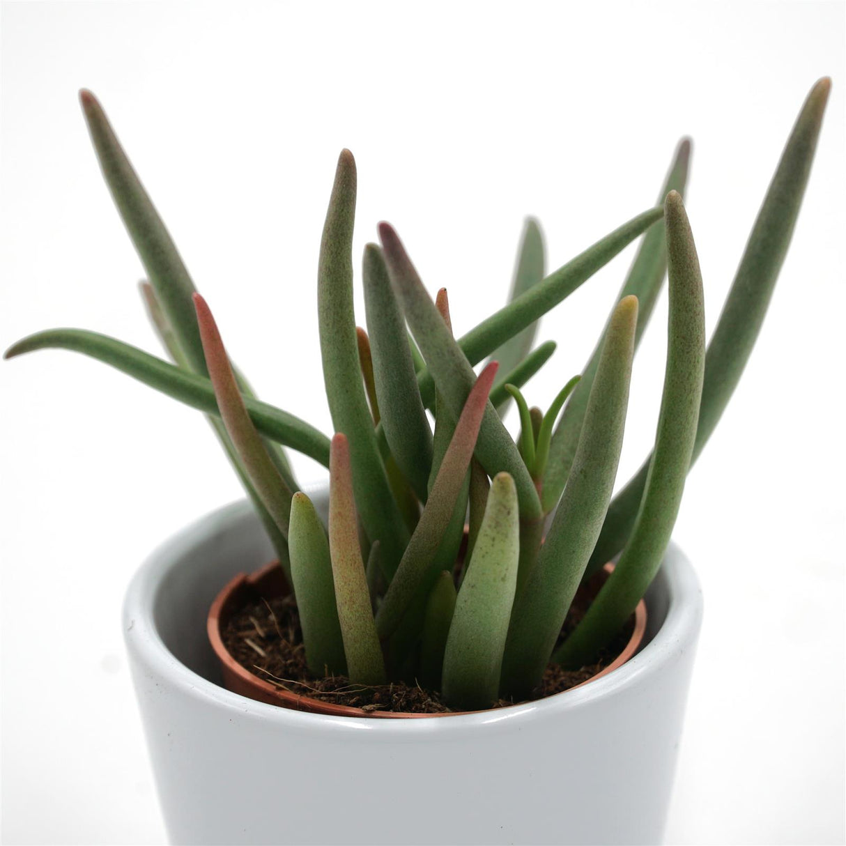 Cephalophyllum alstonii - 5,5cm