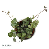 Ceropegia woodii - 6cm