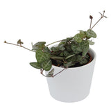 Ceropegia woodii - 6cm