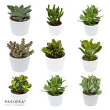 Ciao Crassula, 3 Stück