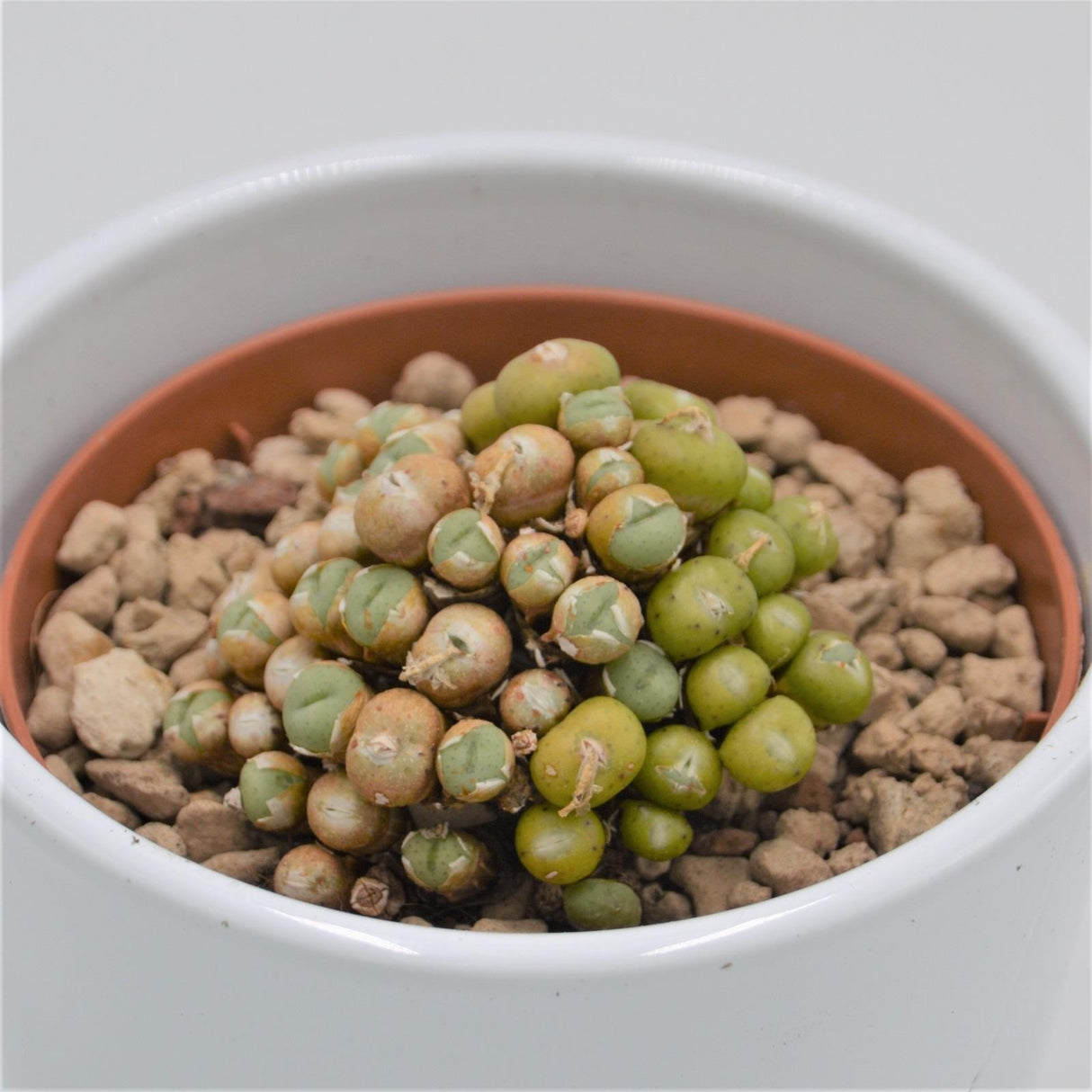 Conophytum species - 10,5cm