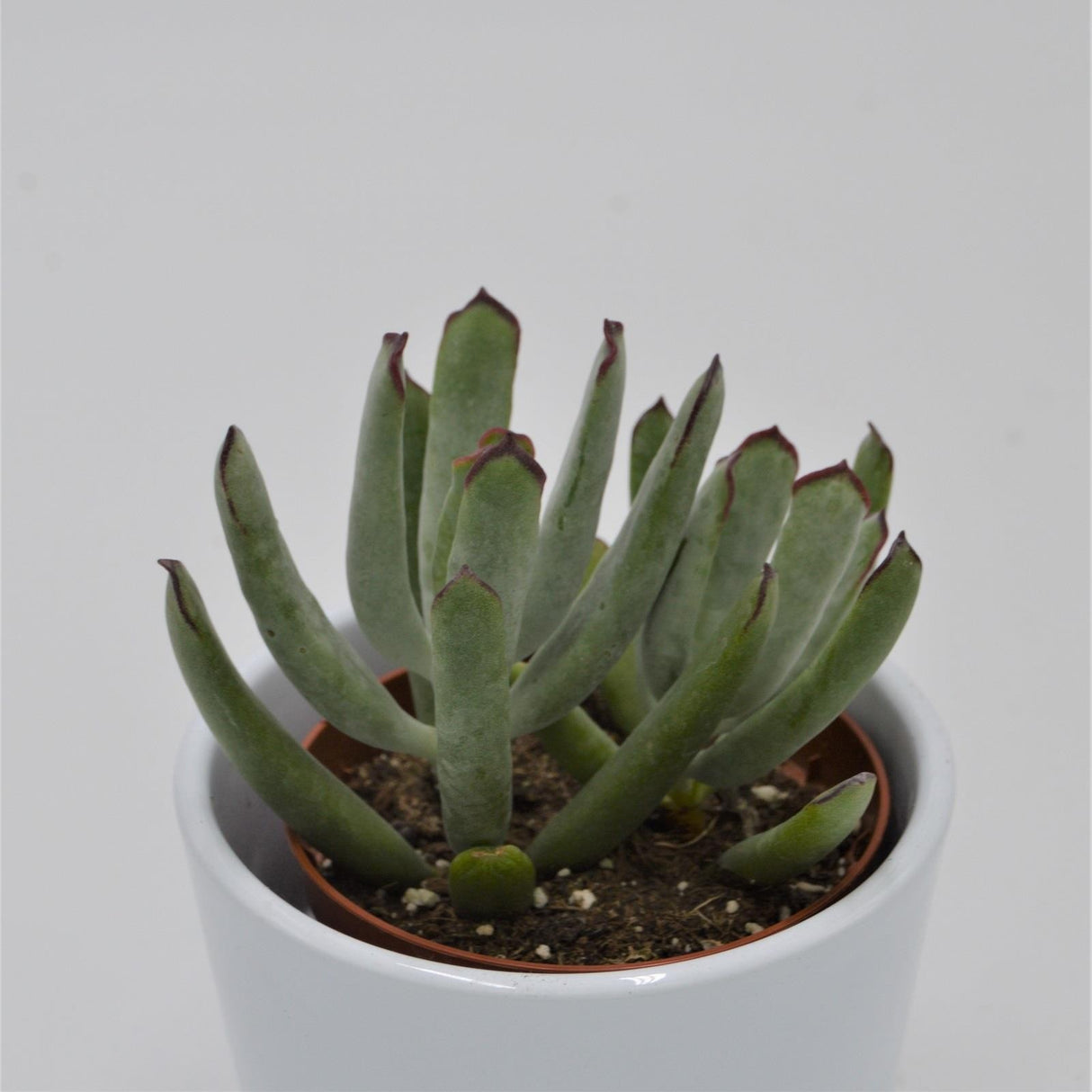 Cotyledon Octopus - 8,5cm