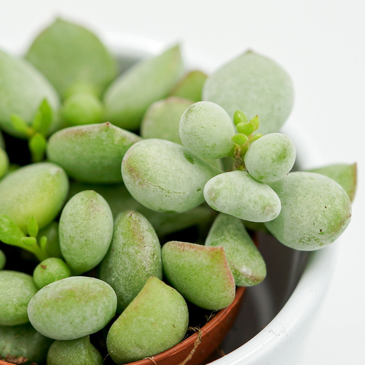 Cotyledon pendens - 8,5cm