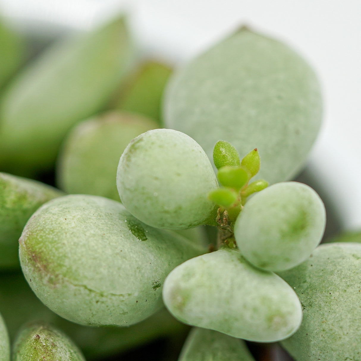 Cotyledon pendens - 5,5cm