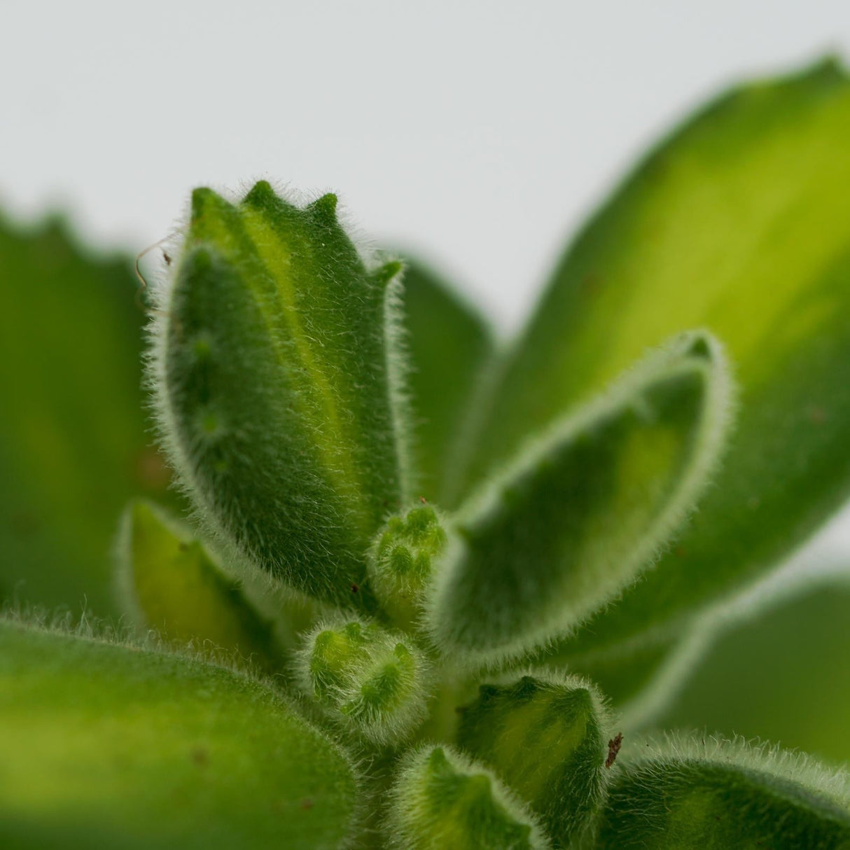 Cotyledon tomentosa Lemon Stripe - 8,5cm