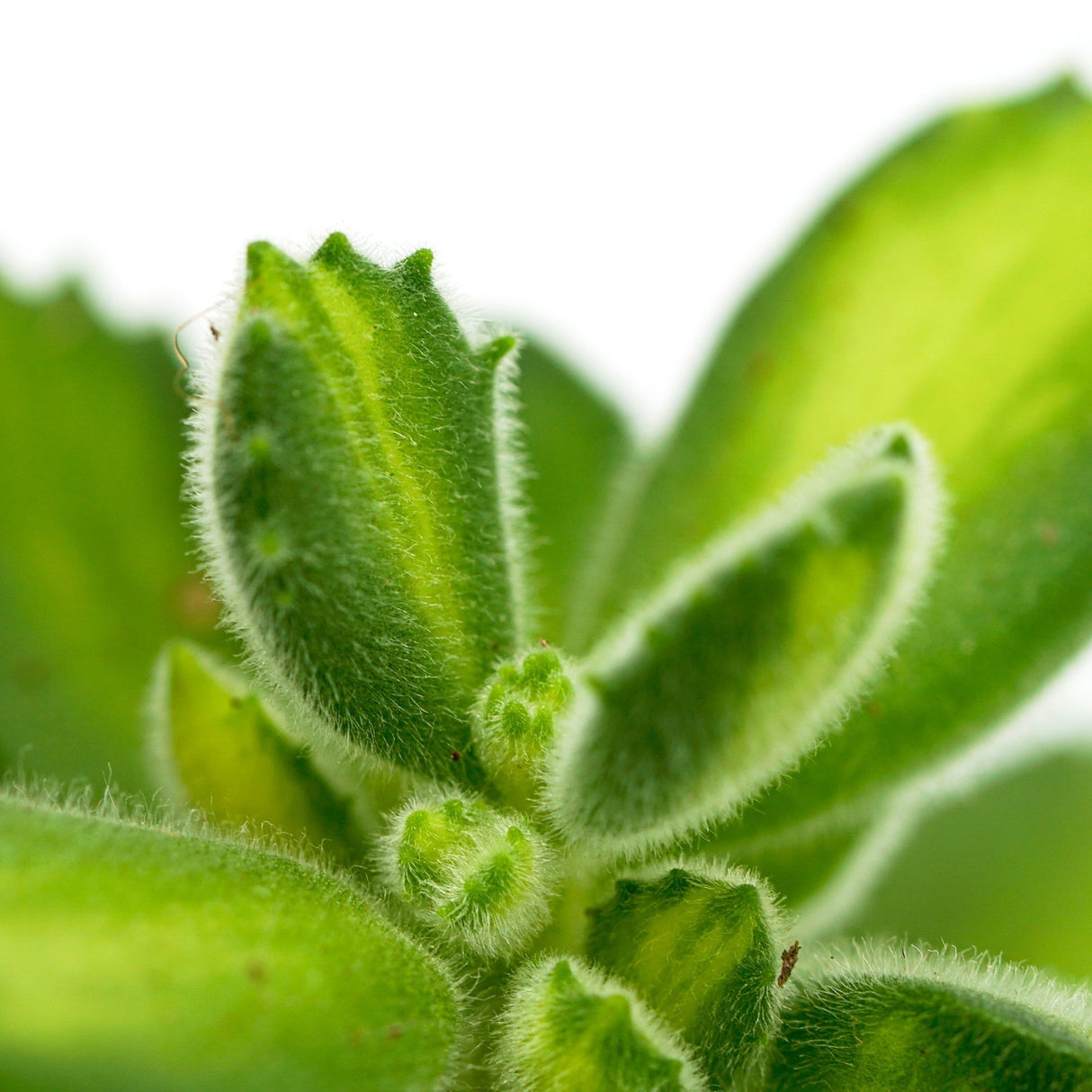 Cotyledon tomentosa Lemon Stripe - 6cm