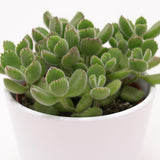 Cotyledon tomentosa - 8,5cm