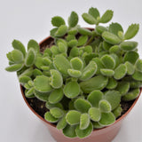 Cotyledon tomentosa - 13cm