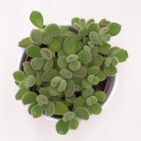 Cotyledon tomentosa - 8,5cm