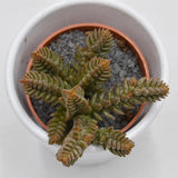 Crassula muscosa - 5,5cm