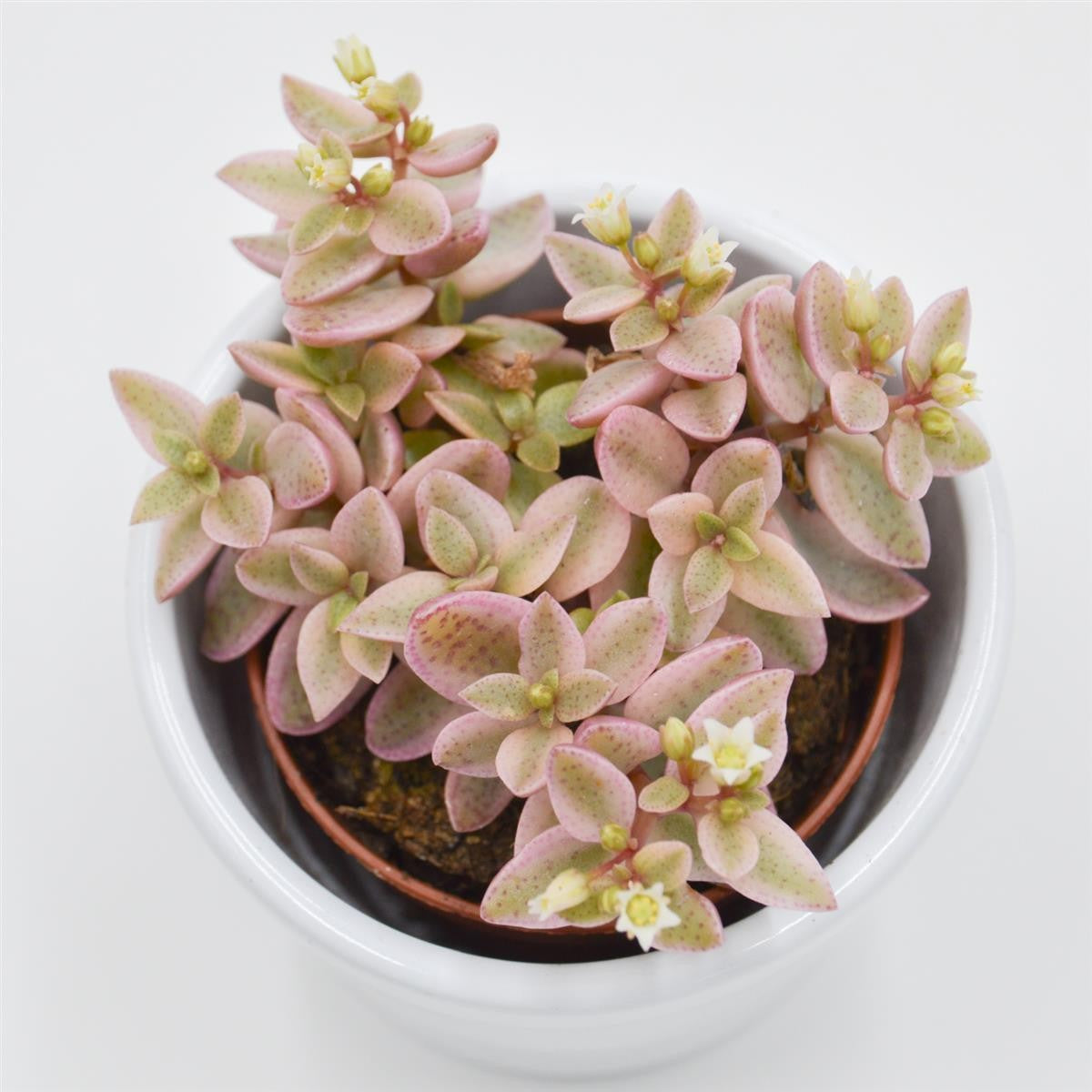 Crassula albomarginalis Mini Kitty - 5,5cm