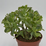 Crassula arborescens ssp. undulatifolia - 17cm