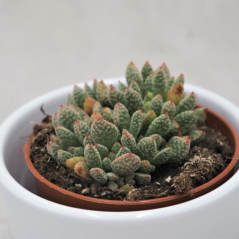 Crassula ausensis subsp. titanopsis - 8,5cm