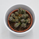 Crassula barklyi - 8,5cm